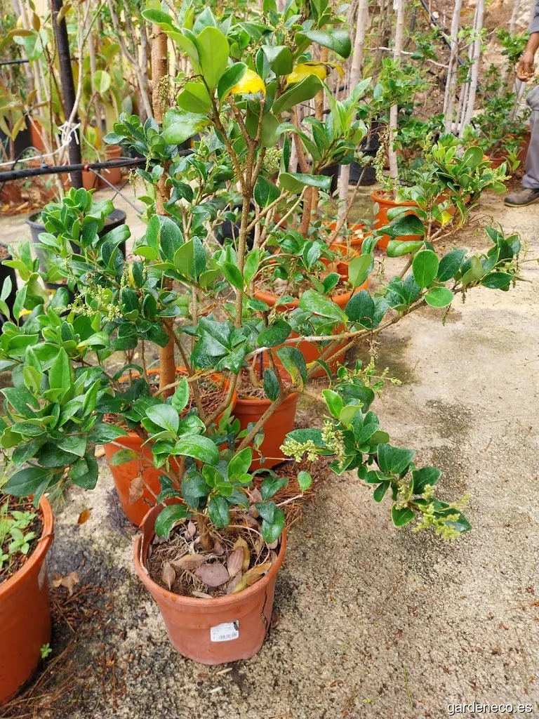 maintenance of community gardens