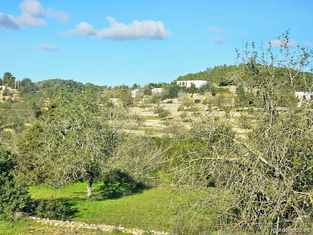 Jardinería Eivissa S.L