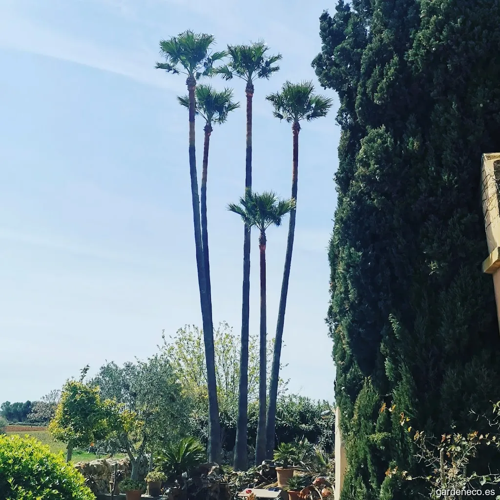 Poda de Palmeres Miquel Andreu Estelrich