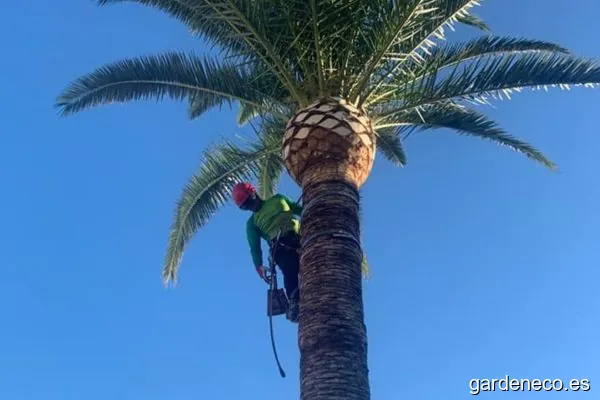 Propoda | Poda vertical y jardineria.