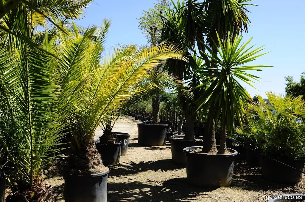 Can Montes - Centre De Jardinería Palafrugell S L