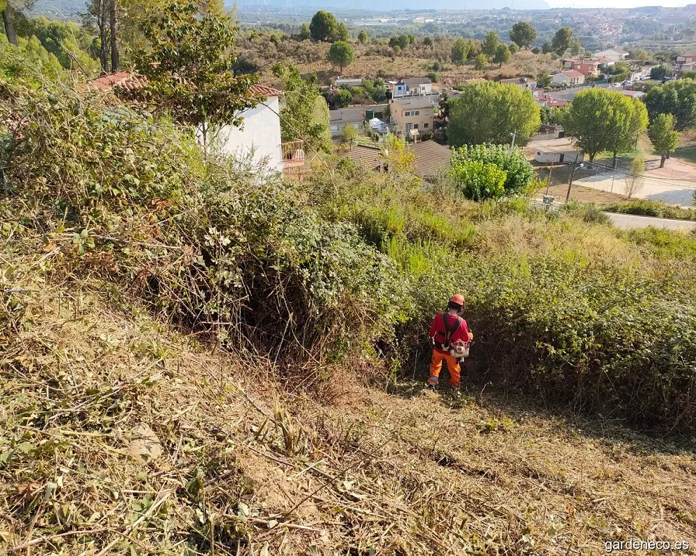 FORESCAT SL | Desbroce de parcelas, limpieza de terrenos, tala de árboles, poda de árboles y servicios forestales.