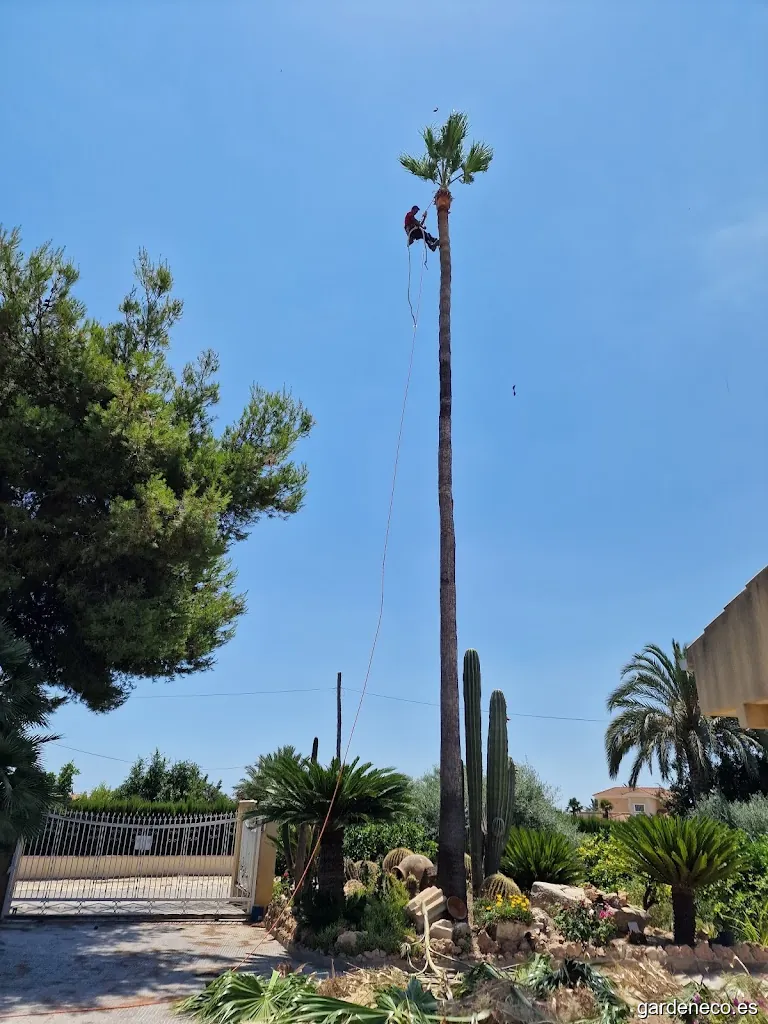 Podas de Palmeras y Arbolados PODAS FARIÑA