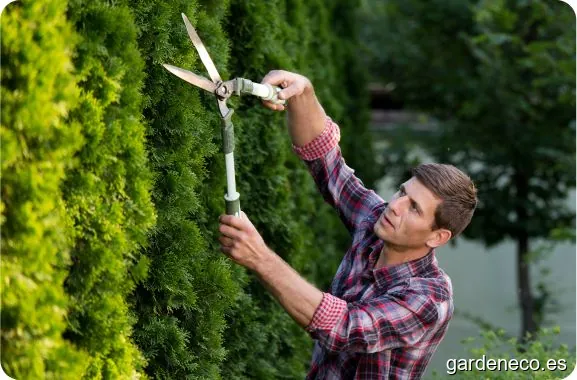 Servicios de jardineria - Grupo Blover