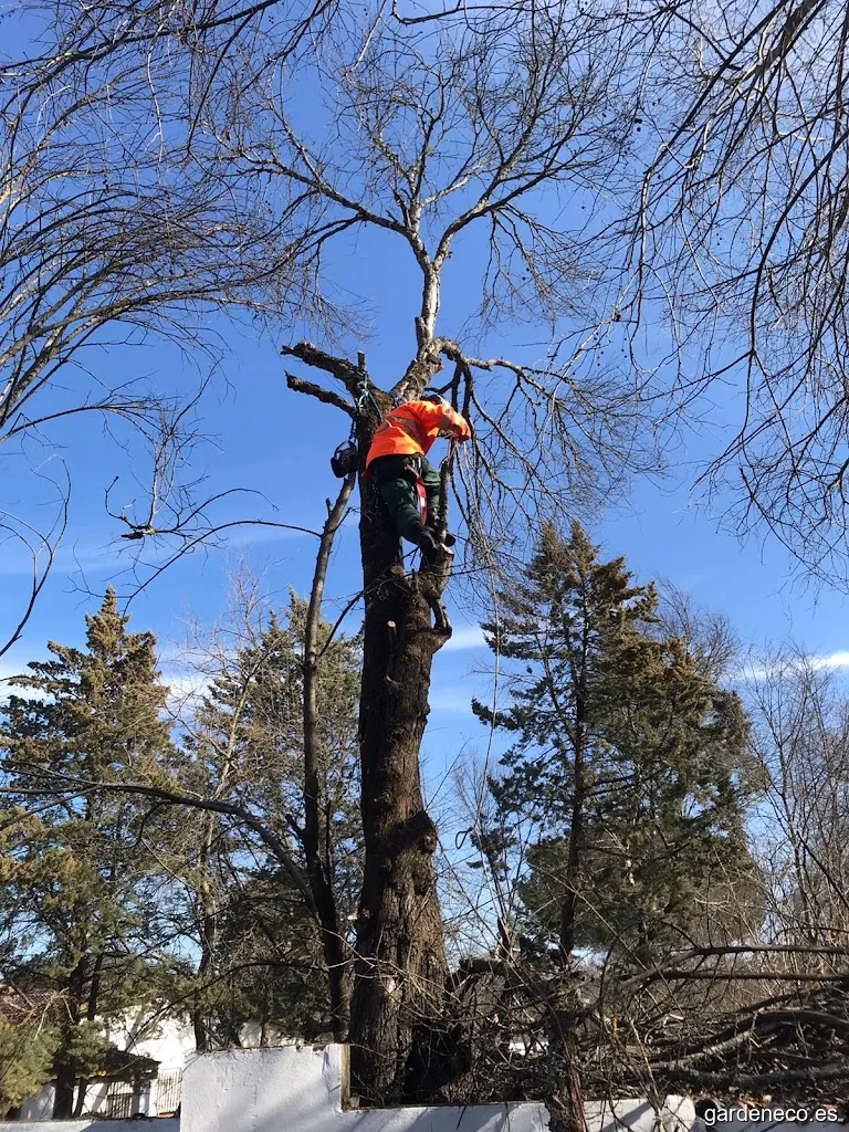 Poda en Altura Cordoba