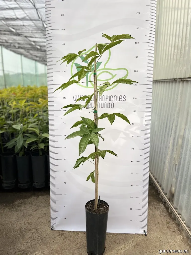 Viveros Tropicales del Mundo S. L.