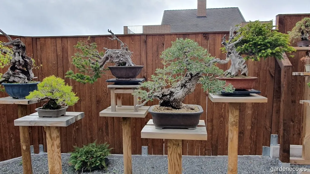 Juan Escohotado Bonsai