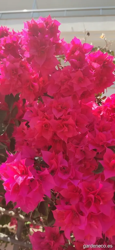 Centro de Jardineria