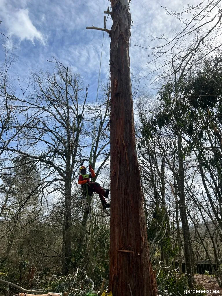 Poda en altura de Palmeras Árboles IP Doñana