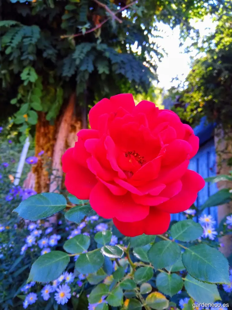 JARDINES DE PALACIO - Juan Manuel Sanchez De Palacio -