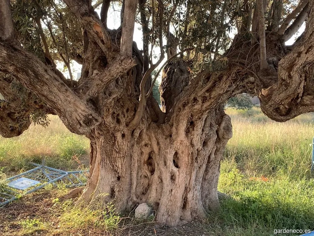 Olivo milenario