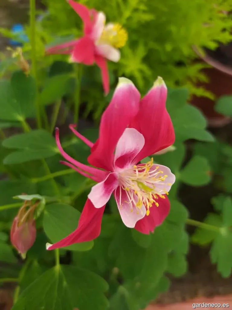 VIVEROS COCENTAINA- MANOLO