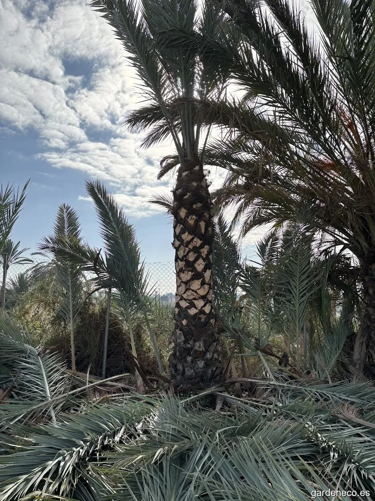 Jardinería Candela S.L.