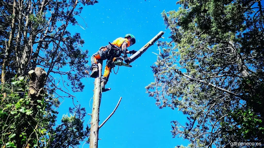 Jardinería y Podas de altura Pumuki | Toledo (poda de arboles)