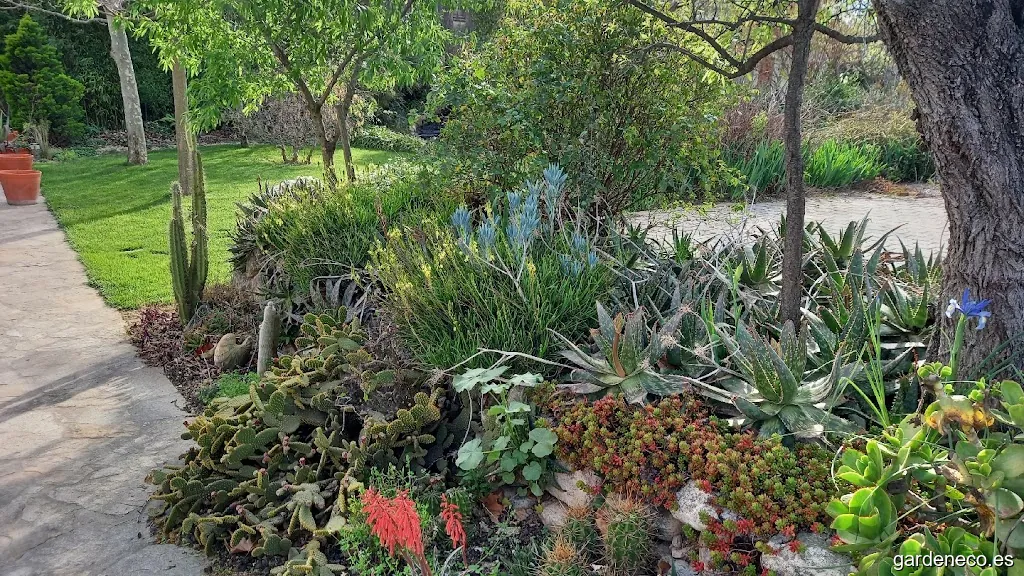 Baobab Jardiners (barcelona) (Vilafranca del penedes)