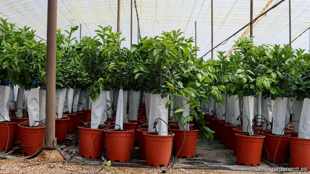 Viveros Sol De Riu, SAT nº 3189