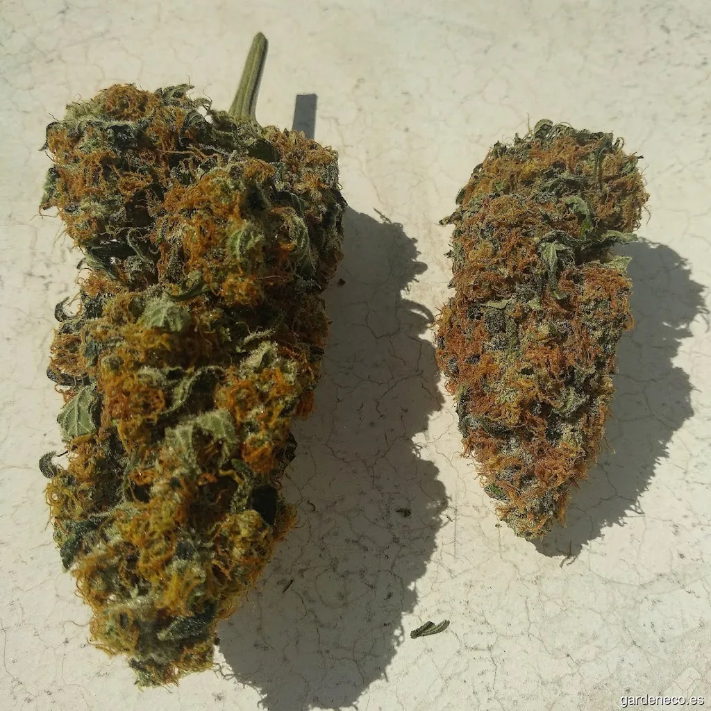 Sativa Jardinería (Cemafe Ingenieria Ambiental SL)