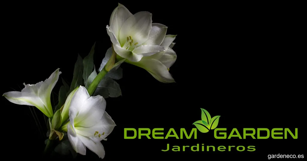 Dream Garden Jardineros