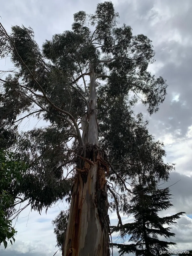 Cristiandantaspodaytala