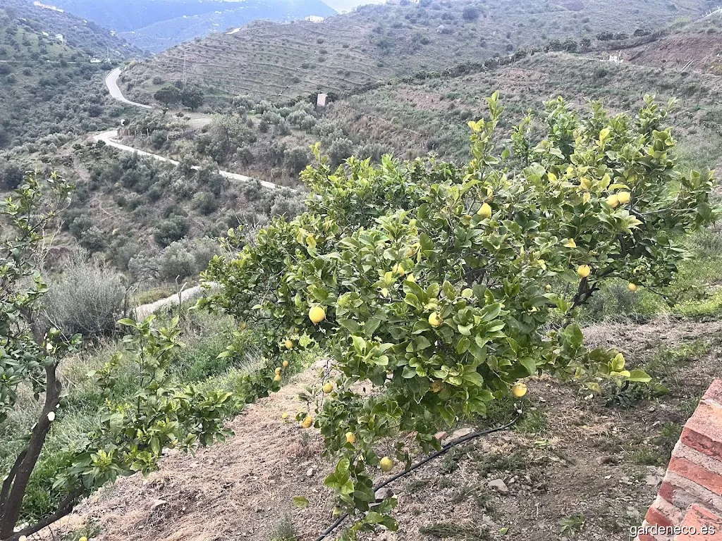 Francisco Abolafio Mantenimiento & Jardines