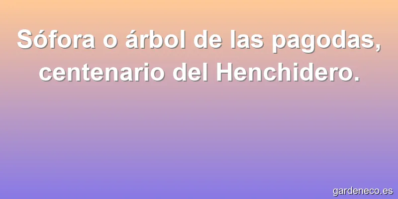 Sófora o árbol de las pagodas, centenario del Henchidero.