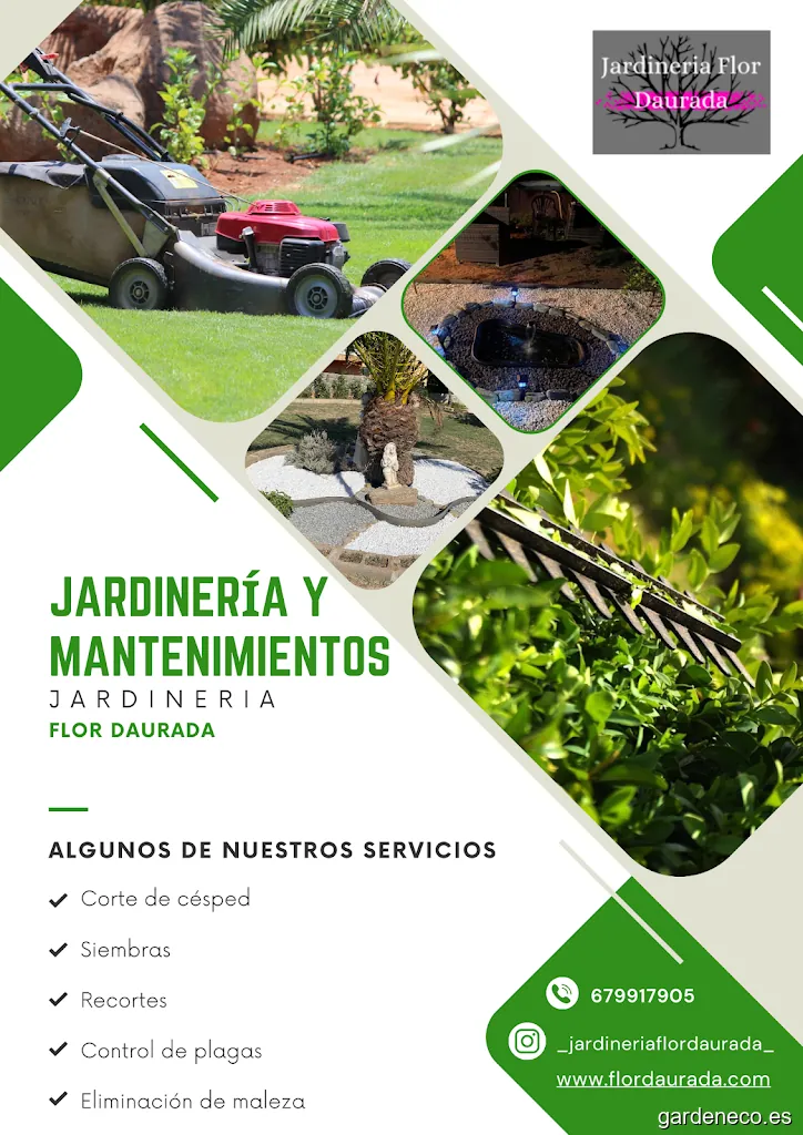 Jardinería Flor Daurada