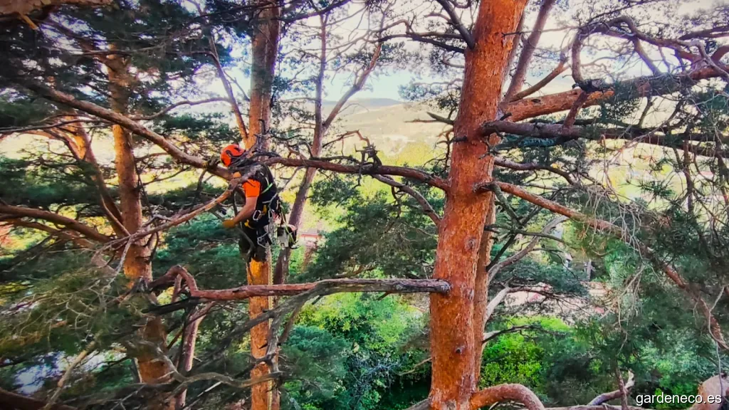 Gardenworks. Arboricultura y Ecología Urbana