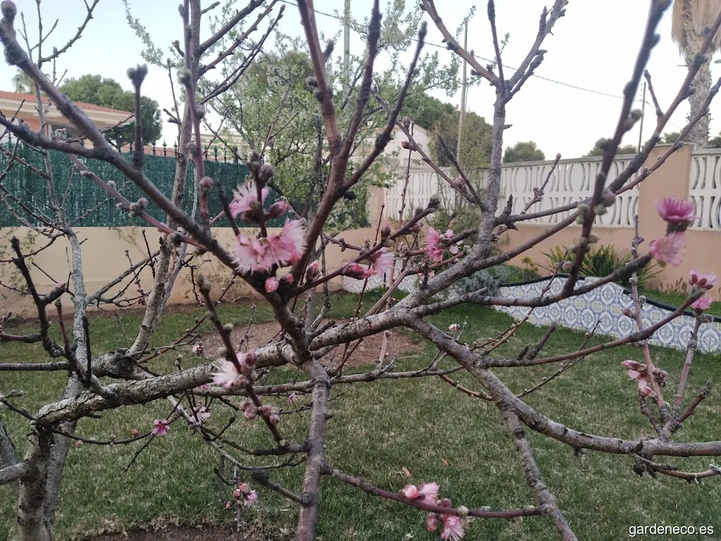 VIVEROS TONI. ALCANAR