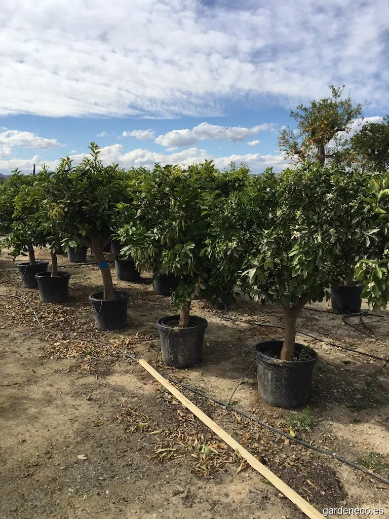 ROSMELIA MEDIO AMBIENTE