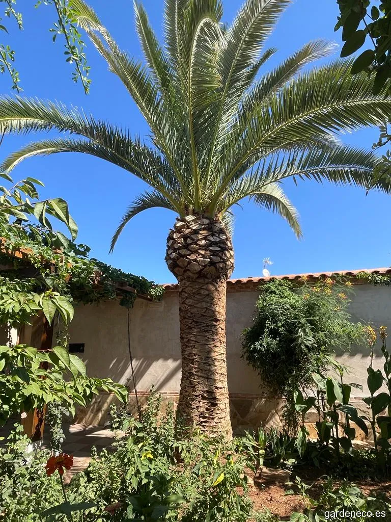 Jardinería Calatrava