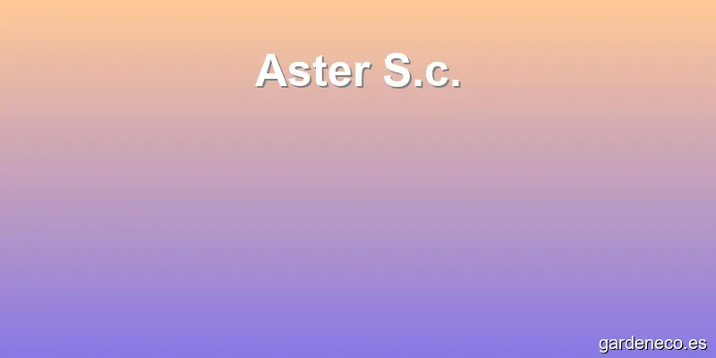 Aster S.c.