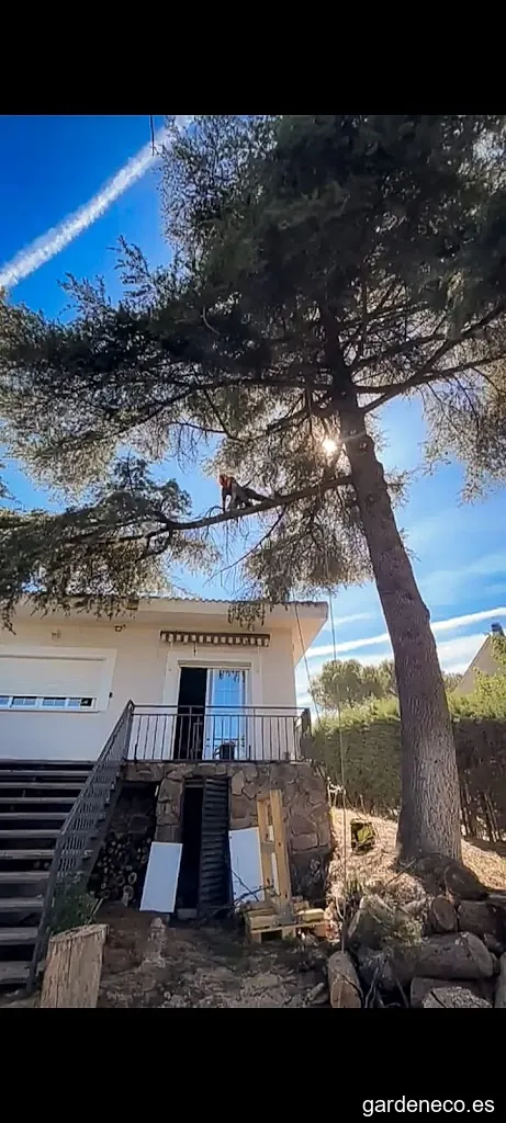 enVertical TreeClimbing