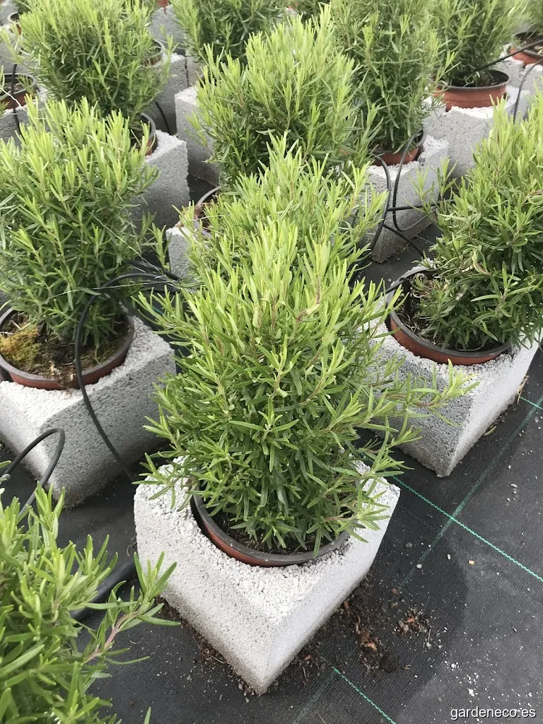 Viveros La Vega - Centro de producción