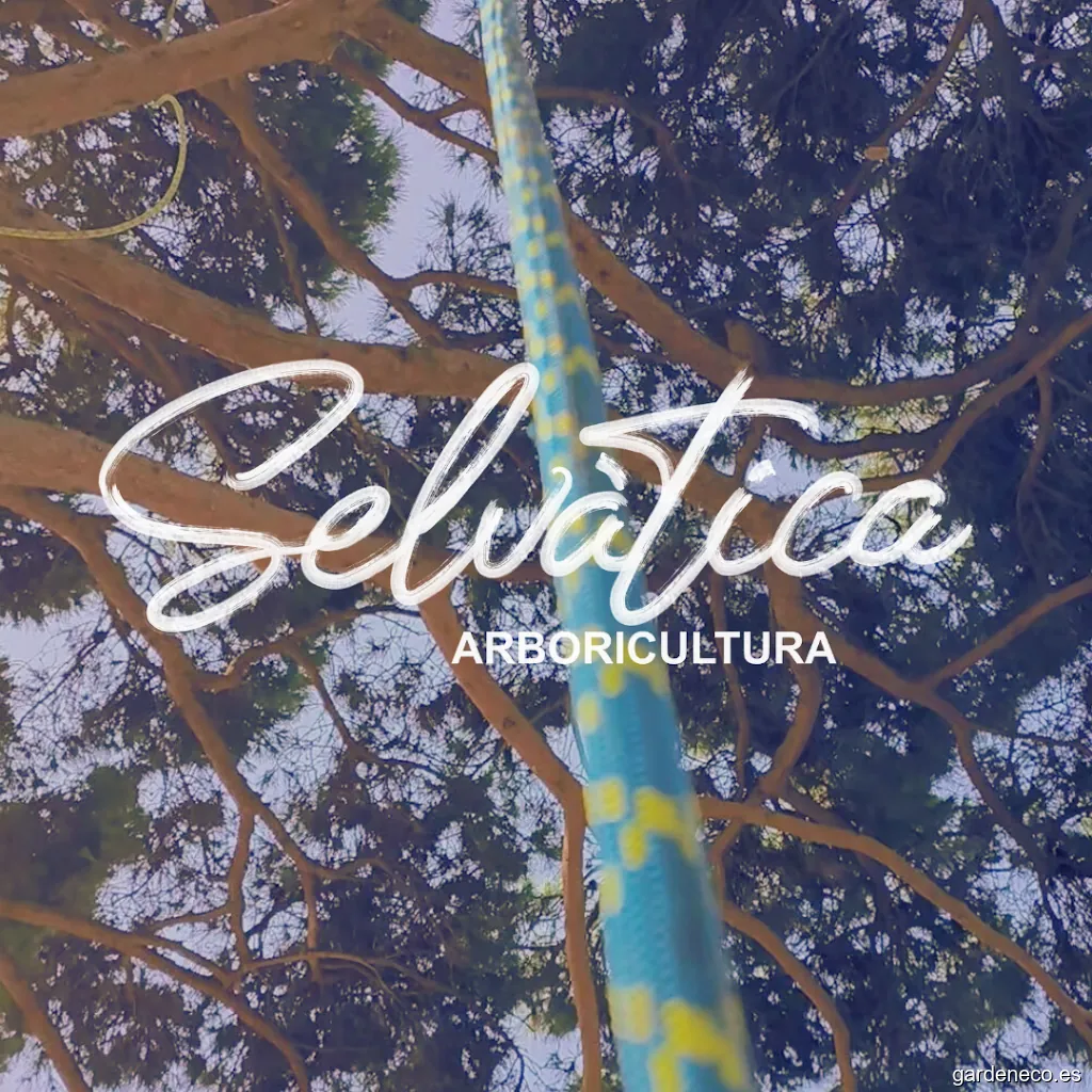 Poda y tala de árboles en Castelldefels - Selvàtica Arboricultura