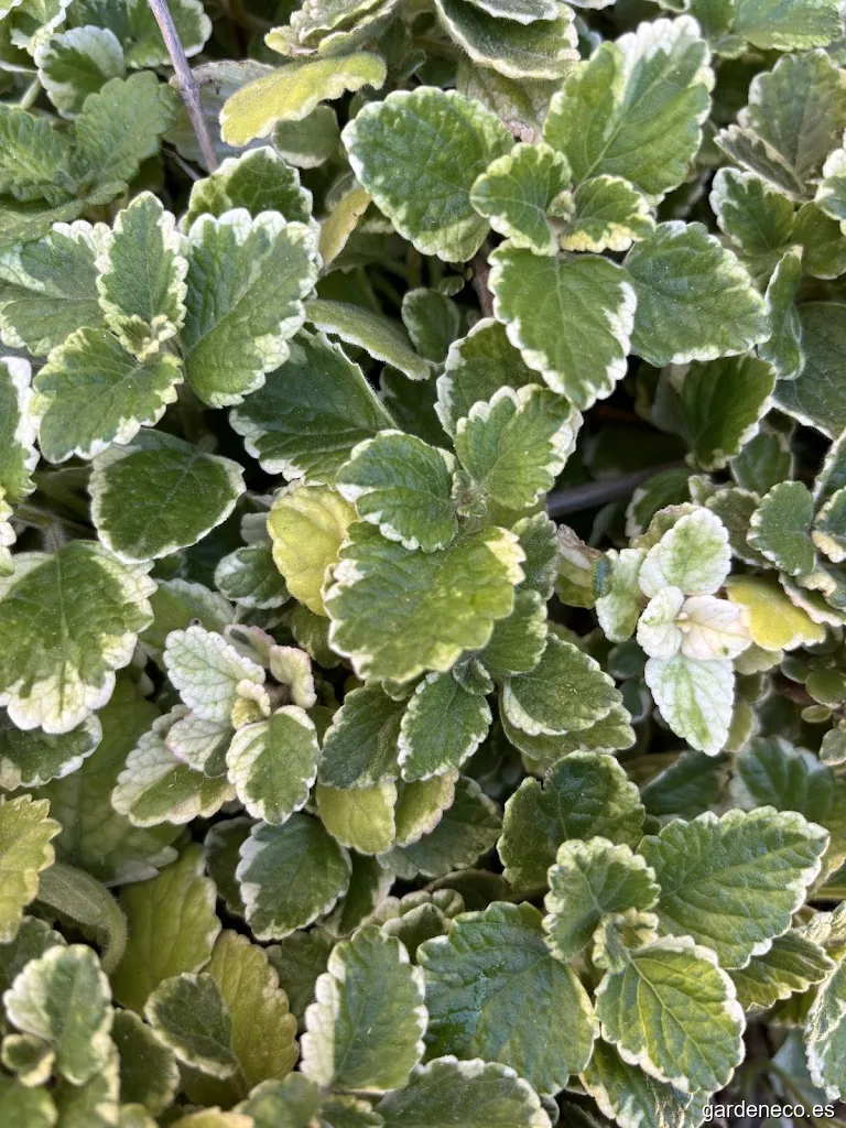 Paisajismo y jardinería LaJara