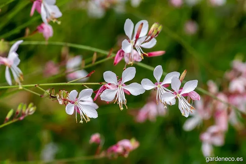 cubresuelos valencia