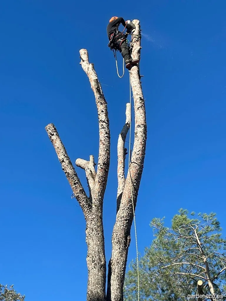 DAS JARDINS - Serveis de Jardineria , Poda i Tala