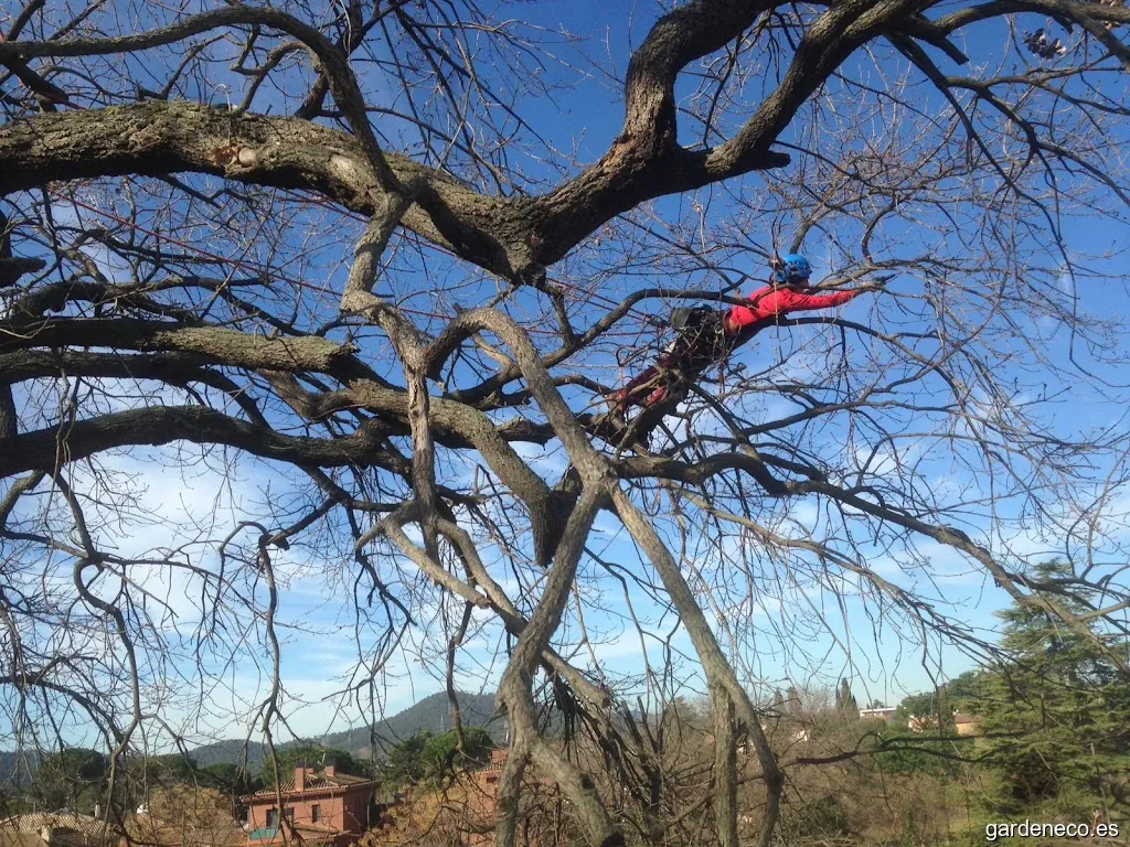 Haya árboles. Poda de altura y talas